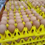 Teks foto: Telur Ayam Ras Negeri yang dijual di pasar swalayan. (Dok. Aksipembaruan)