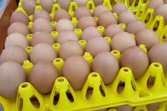 Teks foto: Telur Ayam Ras Negeri yang dijual di pasar swalayan. (Dok. Aksipembaruan)