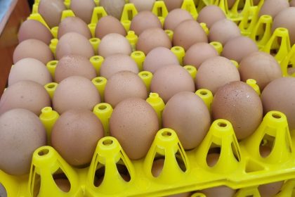 Teks foto: Telur Ayam Ras Negeri yang dijual di pasar swalayan. (Dok. Aksipembaruan)