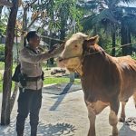 Teks Foto: Seekor sapi jenis simental cross yang terletak di Kecamatan Seberida, Kabupaten Indragiri Hulu, Riau, milik seorang anggota Polisi Bhabinkamtibmas, Brigadir Toni Kisnavan. (Dok. Divhumas Polri)