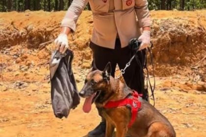 Teks foto: Reno Anjing K9 Belgian Malinois Gugur Saat Bencana Tanah Longsor di Agam, Sumatera Barat. (Dok. Polda Riau)
